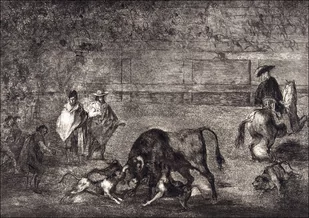 Plate C- The dogs let loose on the bull, Francisco Goya - plakat Wymiar do wyboru: 30x20 cm - Plakaty - miniaturka - grafika 1