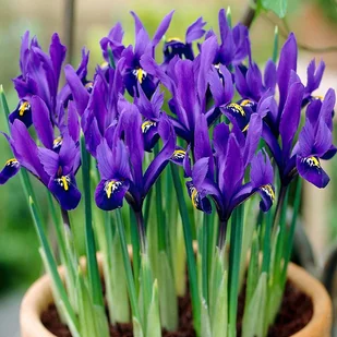 Iris Reticulata Kosaciec Pixie 10 szt cebulki - Nasiona i cebule - miniaturka - grafika 1