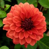 Nasiona i cebule - Dalia dekoracyjna Miss Miley 1 szt. - miniaturka - grafika 1