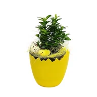 Wielkanoc - DONICZKA SKORUPKA OSŁONKA WIELKANOCNA 12CM MIX 10SZT - miniaturka - grafika 1
