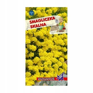 Smagliczka skalna żółta 0,5g / O / - Nasiona i cebule - miniaturka - grafika 1