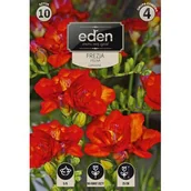 Nasiona i cebule - Frezja pełna 10 sztuk Eden - miniaturka - grafika 1