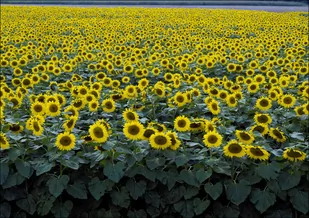 Colorful field of sunflowers near Beloit, Carol Highsmith - plakat 70x50 cm - Plakaty - miniaturka - grafika 1
