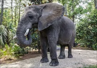 Plakaty - Bubbles the 9,000-pound African elephant at Myrtle Beach Safari program, South Carolina., Carol Highsmith - plakat 29,7x21 cm - miniaturka - grafika 1