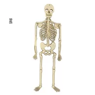 Halloween - DEKORACJA SZKIELET - miniaturka - grafika 1