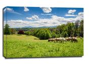 Obrazy i zdjęcia na płótnie - Bydło Pireneje, Francja - obraz na płótnie Wymiar do wyboru: 30x20 cm - miniaturka - grafika 1