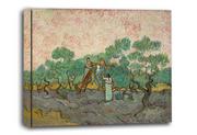 Obrazy i zdjęcia na płótnie - Women Picking Olives, Vincent van Gogh - obraz na płótnie Wymiar do wyboru: 120x90 cm - miniaturka - grafika 1