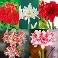 Nasiona i cebule - Zestaw 3 Hippeastrum Amarylis Pełny 5 odmian 5 szt - miniaturka - grafika 1