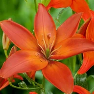 Nasiona i cebule - Lilia azjatycka Mandarin Star 1 szt. cebule cebulki lilii lilie - miniaturka - grafika 1