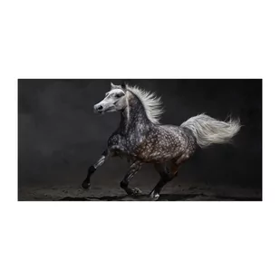Foto-obraz szklany Szary koń arabski - Foto gadżety - miniaturka - grafika 1