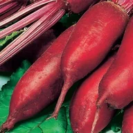 Nasiona i cebule - Nasiona warzyw BURAK PODŁUŻNY ĆWIKŁOWY OPOLSKI p. 78119CIN0EP ST; - miniaturka - grafika 1