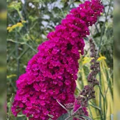Kwiaty doniczkowe - Budleja Dawida 'Magenta Munchkin' (Buddleja davidii) Doniczka 2.0L - miniaturka - grafika 1