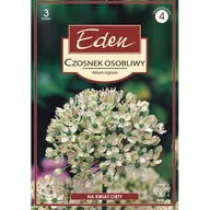 Nasiona i cebule - Czosnek osobliwy Nigrum 3 sztuki Eden - miniaturka - grafika 1