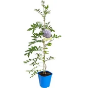 Sadzonki drzew krzewów - Glicynia, wys.60-90 cm, don.2 l - miniaturka - grafika 1