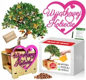 Nasiona i cebule - Zestaw Bonsai Drzewko Truskawkowe Dzień Kobiet - miniaturka - grafika 1