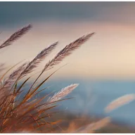 Fototapety - Fototapeta Trawa pampasowa Natura Pejzaż 350x250 cm Tapeta Do Sypialni Salonu Kuchni Na Flizelinie - miniaturka - grafika 1