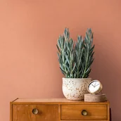 Tapety - Tapeta zwykły pomarańczowym - 53 cm x 10.05 m - LIVINGWALLS - miniaturka - grafika 1