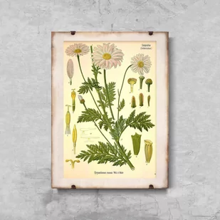 Plakat w stylu retro Kwiat stokrotki A1 60x85cm z ramką pion - Plakaty - miniaturka - grafika 1