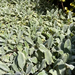 Czyściec wełnisty (Stachys byzantina) P13 - Nasiona i cebule - miniaturka - grafika 1