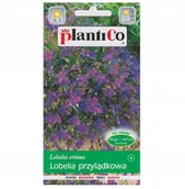 Nasiona i cebule - Nasiona Lobelia Przylądkowa Fioletowa - Mitternachtsblau 0,2 G Plantico - miniaturka - grafika 1