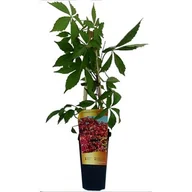 Kwiaty doniczkowe - Winobluszcz C2 mix - miniaturka - grafika 1