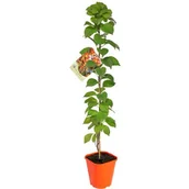 Kwiaty doniczkowe - Dławisz, wys.60-80 cm, don.2 l - miniaturka - grafika 1