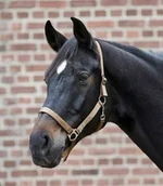 Kantary dla koni - WALDHAUSEN Kantar PERLON z miękkiej taśmy - miniaturka - grafika 1