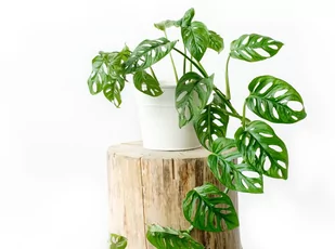 MONSTERA Monkey Mask , piękna,  dziurawa  ~ 18 cm - Kwiaty doniczkowe - miniaturka - grafika 1