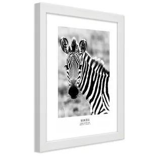 Plakat w ramie białej, Ciekawska zebra (Rozmiar 20x30) - Plakaty - miniaturka - grafika 1