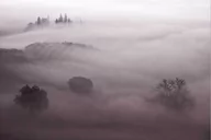 Okleiny - Park w gęstej mgle - miniaturka - grafika 1
