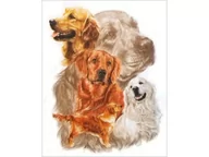 Zabawki kreatywne - Haft Diamentowy, Obraz, Mozaika Diamentowa Diamond Painting, Pies - Golden Retriever 30X40Cm - miniaturka - grafika 1