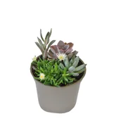 Kwiaty doniczkowe - Sukulenty mix, wys.30 cm, don.13 cm - miniaturka - grafika 1