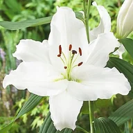 Nasiona i cebule - Lilia orientalna Siberia XL (18/20) 1 szt. cebule cebulki lilii lilie - miniaturka - grafika 1