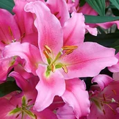 Nasiona i cebule - Lilia orientalna Praiano XXL (24/+) 1 szt. cebule cebulki lilii lilie - miniaturka - grafika 1