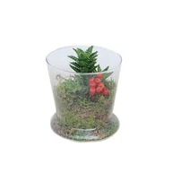 Nasiona i cebule - Sukulenty w osłonce szklanej mix 20 cm - miniaturka - grafika 1