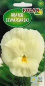 Nasiona i cebule - Bratek Szwajcarski Kremowy Biały 0.5 g POLAN - miniaturka - grafika 1