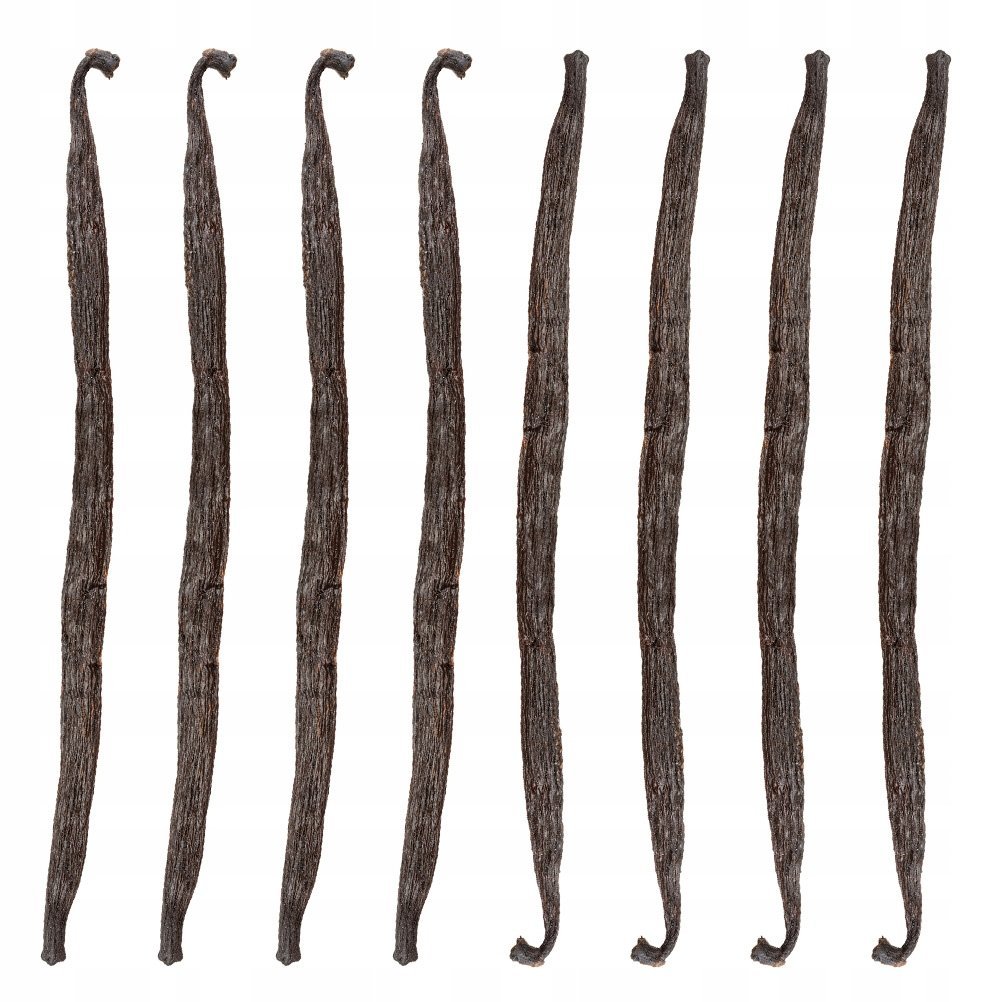 LASKA WANILII 13-16 cm Wanilia Laski Madagaskar Jakość 1 Kol-Pol - 8 sztuk