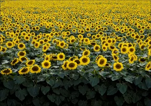 Sunflowers in a Wisconsin field., Carol Highsmith - plakat 70x50 cm - Plakaty - miniaturka - grafika 1