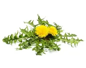 Pasze dla zwierząt - Mniszek lekarski EQUIHERBS 500g - miniaturka - grafika 1