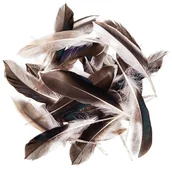 Pasmanteria - Pióra Kacze 10-15 Cm, Op. 10G, Dp Craft - miniaturka - grafika 1