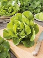 Nasiona i cebule - SAŁATA MASŁOWA KRÓLOWA MAJOWYCH wczesna NASIONA p. 78837CIN0FP ST; - miniaturka - grafika 1