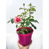 Kwiaty doniczkowe i cięte - Róża jadalna C2 - miniaturka - grafika 1