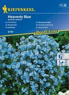 Nasiona i cebule - Kiepenkerl Niezapominajka Heavenly Blue Myosotis sylvatica 102346 - miniaturka - grafika 1