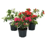 Kwiaty doniczkowe - Azalia japońska wys. 15-20 cm don. 15 l - miniaturka - grafika 1