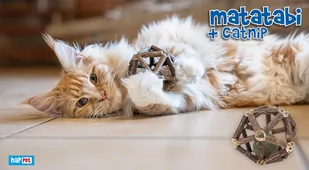 Matatabi & Kocimiętka grzechotka - Drapaki dla kotów - miniaturka - grafika 2