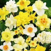 Nasiona i cebule - Narcyzy różne polskie mieszanka mix 5 szt. 12/14 Narcyz Cebulki Narcyza - miniaturka - grafika 1