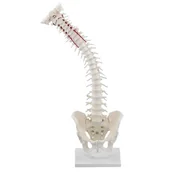Meble i wyposażenie gabinetów medycznych - Elastyczny model kręgosłupa z miednicą na podstawce Erler Zimmer - miniaturka - grafika 1