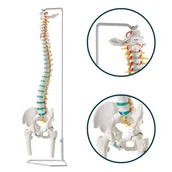 Meble i wyposażenie gabinetów medycznych - Model kręgosłupa z kośćmi udowymi i dyskopatią na poziomie L3/L4 na statywie - elastyczny Erler Zimmer - miniaturka - grafika 1