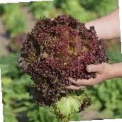 Sałata Lollo Ros Krojona Świeża 1 sztuka