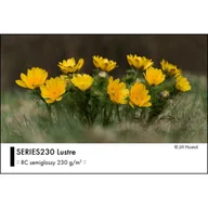Wyposażenie ciemni fotograficznej - Fomei Series230 Lustre A4/500 G230 - miniaturka - grafika 1